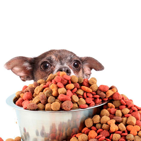 comida-perro-comida-gato-comida-mascota-pienso-perro-pienso-gato-pienso-mascotas